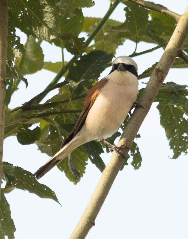 Жулан - Екатерина Счасная