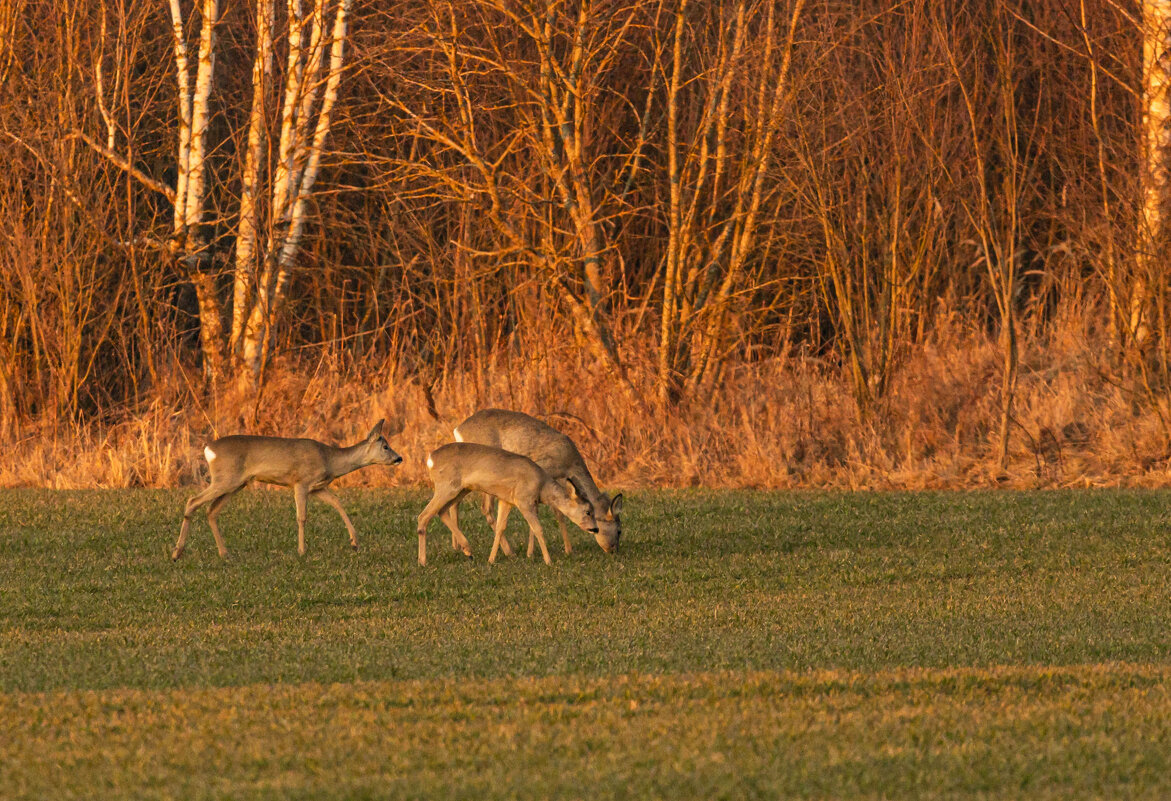 Косули - Екатерина Счасная