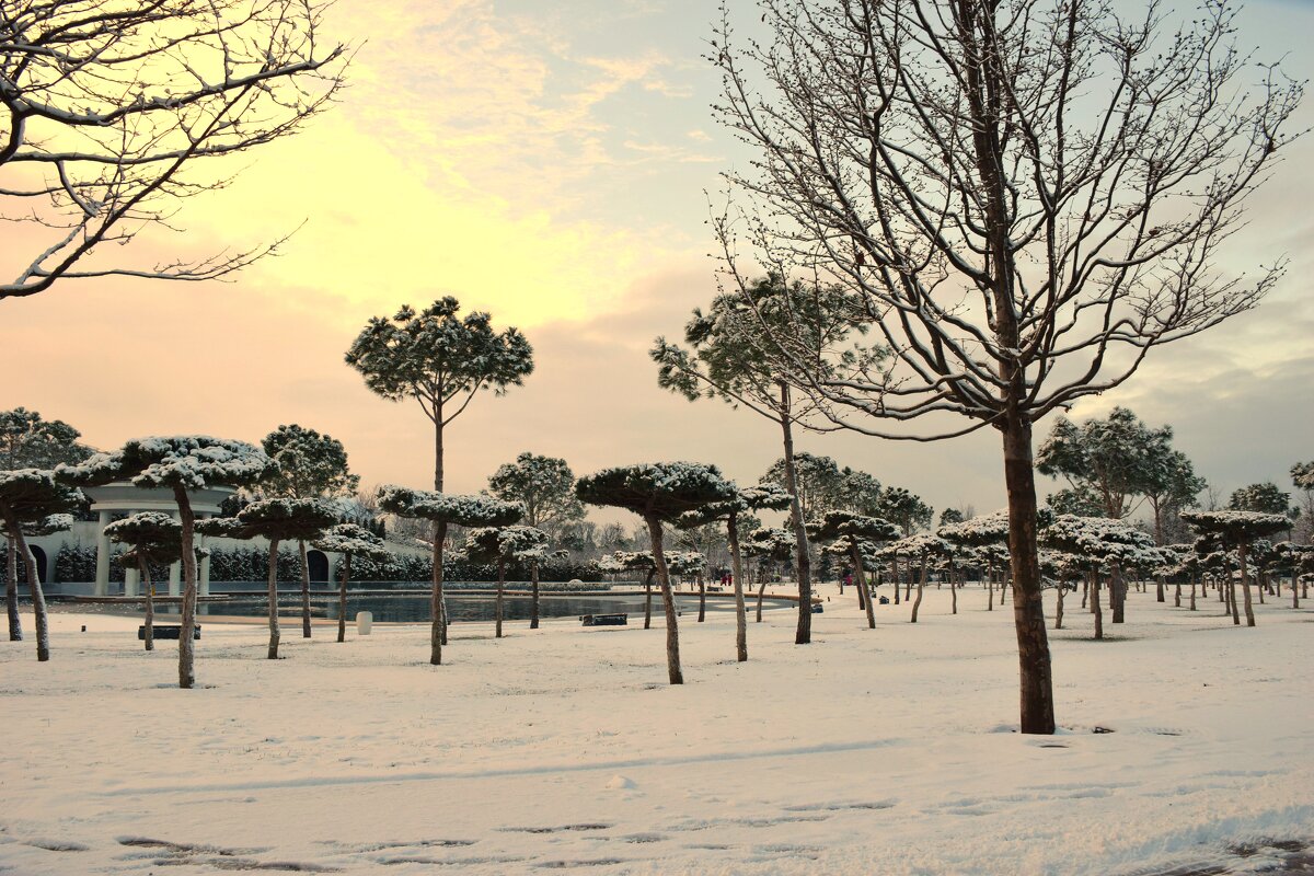 Танцующий лес под снегом! - Юрий Полторыхин.