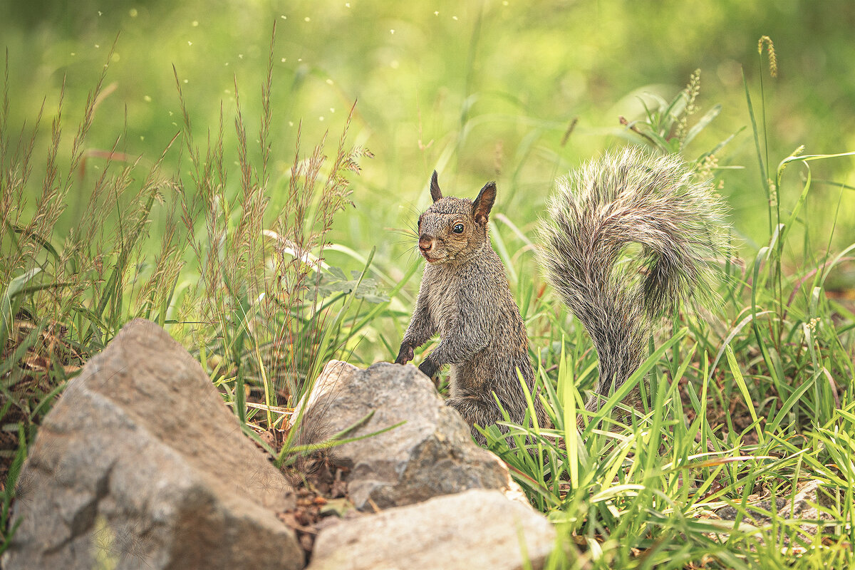Гуаякильская белка (Sciurus stramineus). - Svetlana Galvez