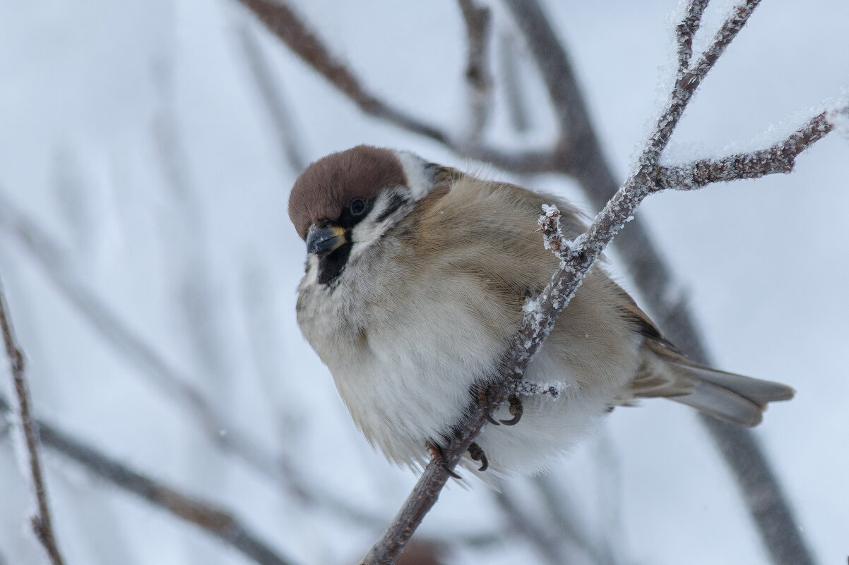 *** - Виктор Иванович Чернюк
