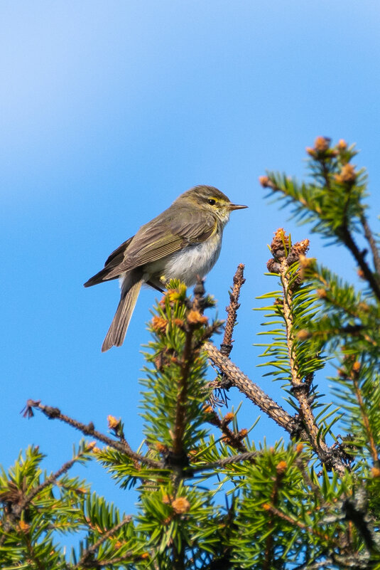 Пеночка - Владимир Лазарев