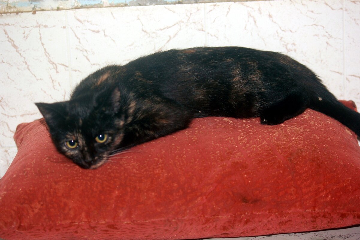 Принцэса - Сергей Кочнев