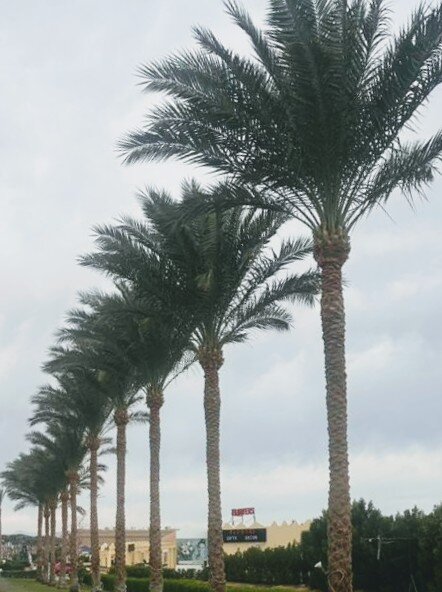 Пальмы - Георгиевич 