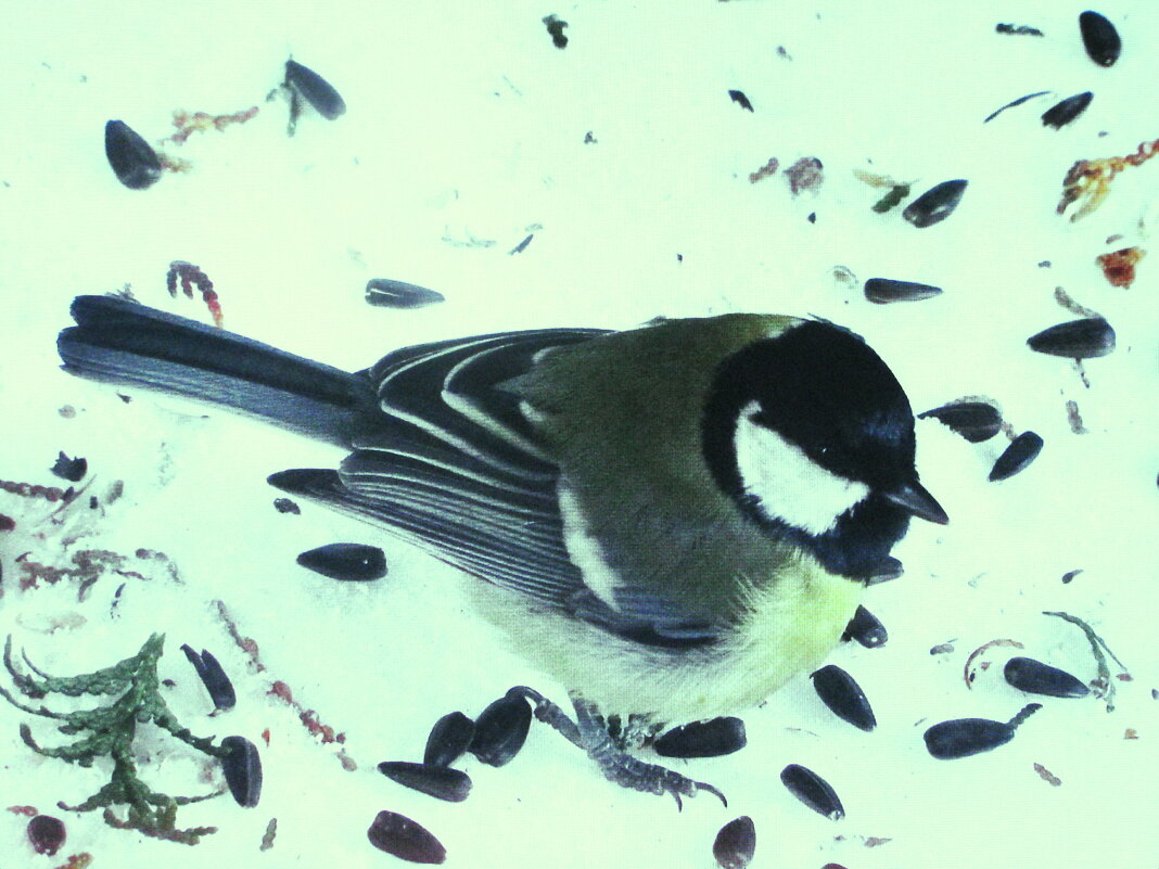 Хорошо, когда кормят - Людмила Смородинская