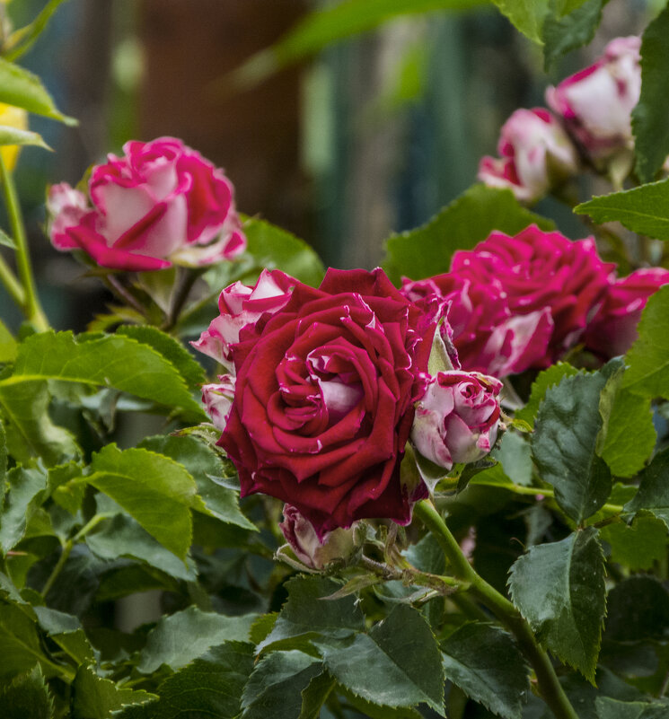 Руби Стар - Валентин Семчишин Руби Стар - Валентин Семчишин