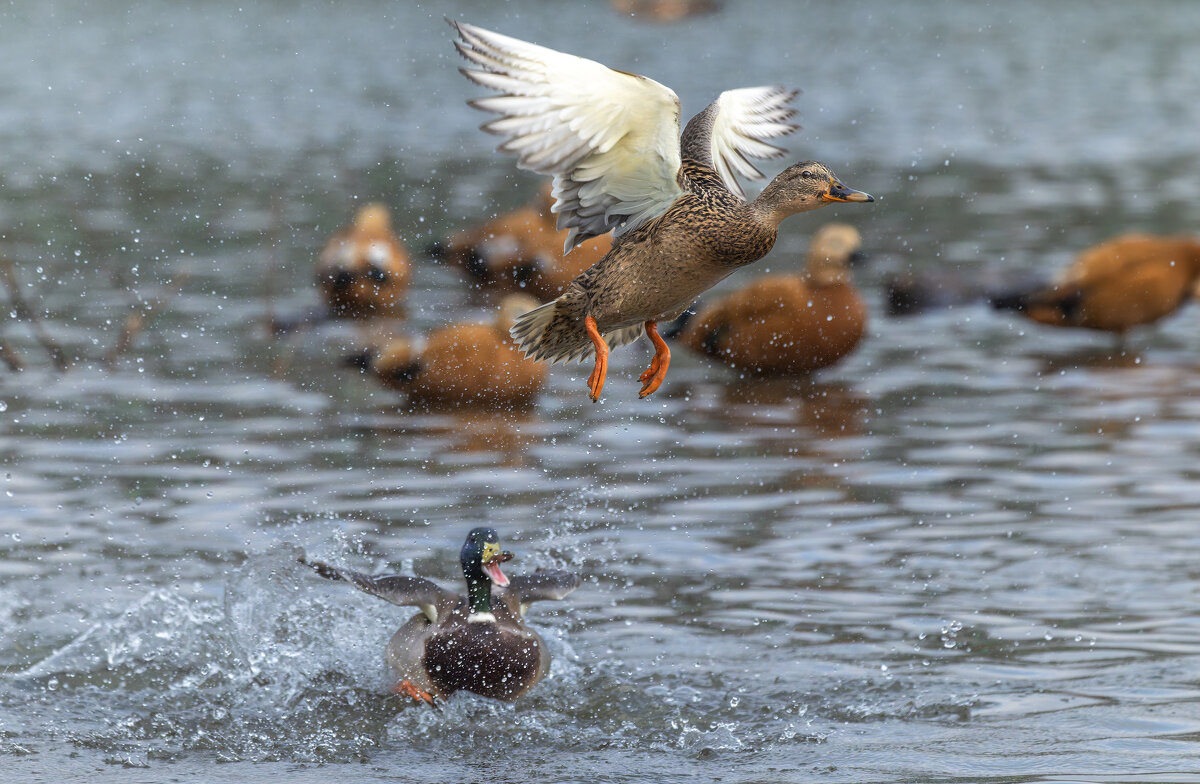 догонялки. - юрий макаров
