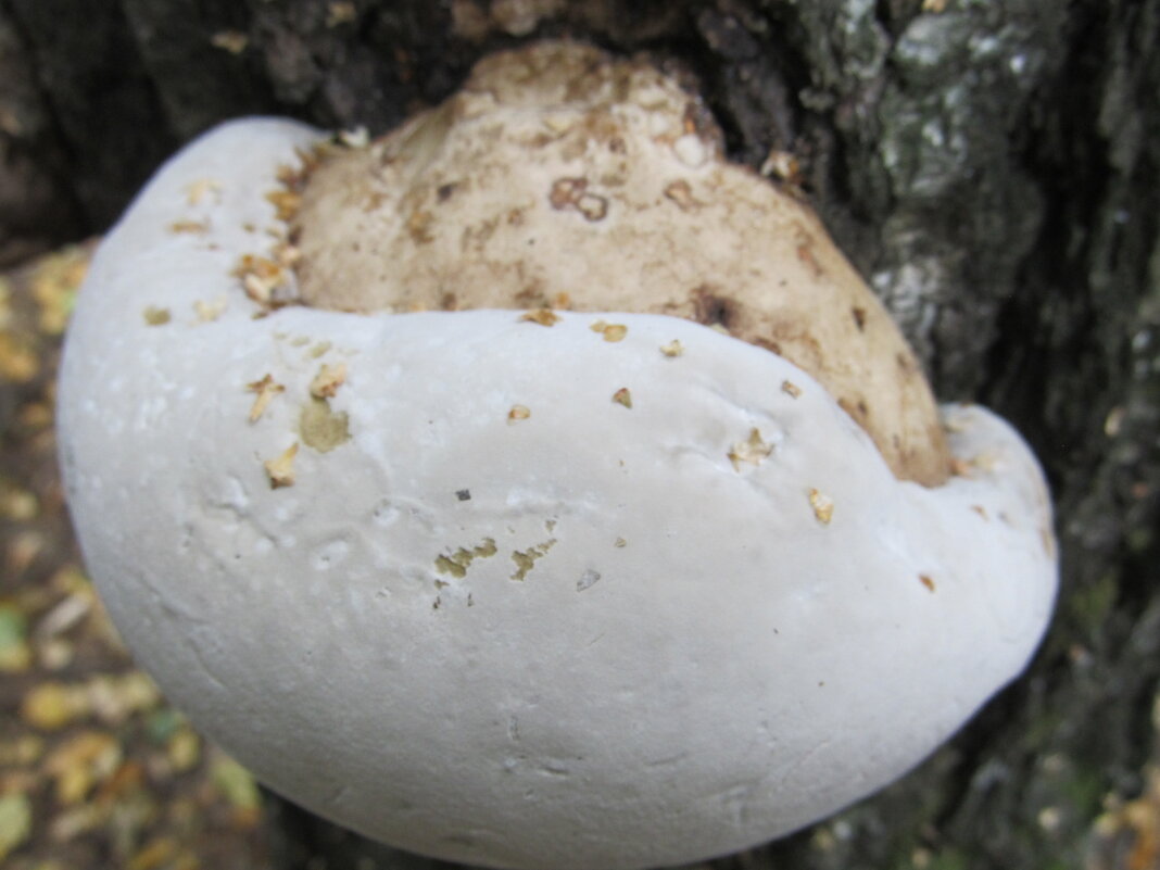 ........ - Елена Шаламова