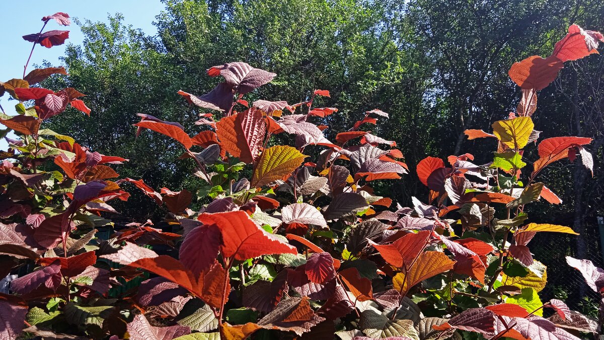 дачное - Елена Шаламова