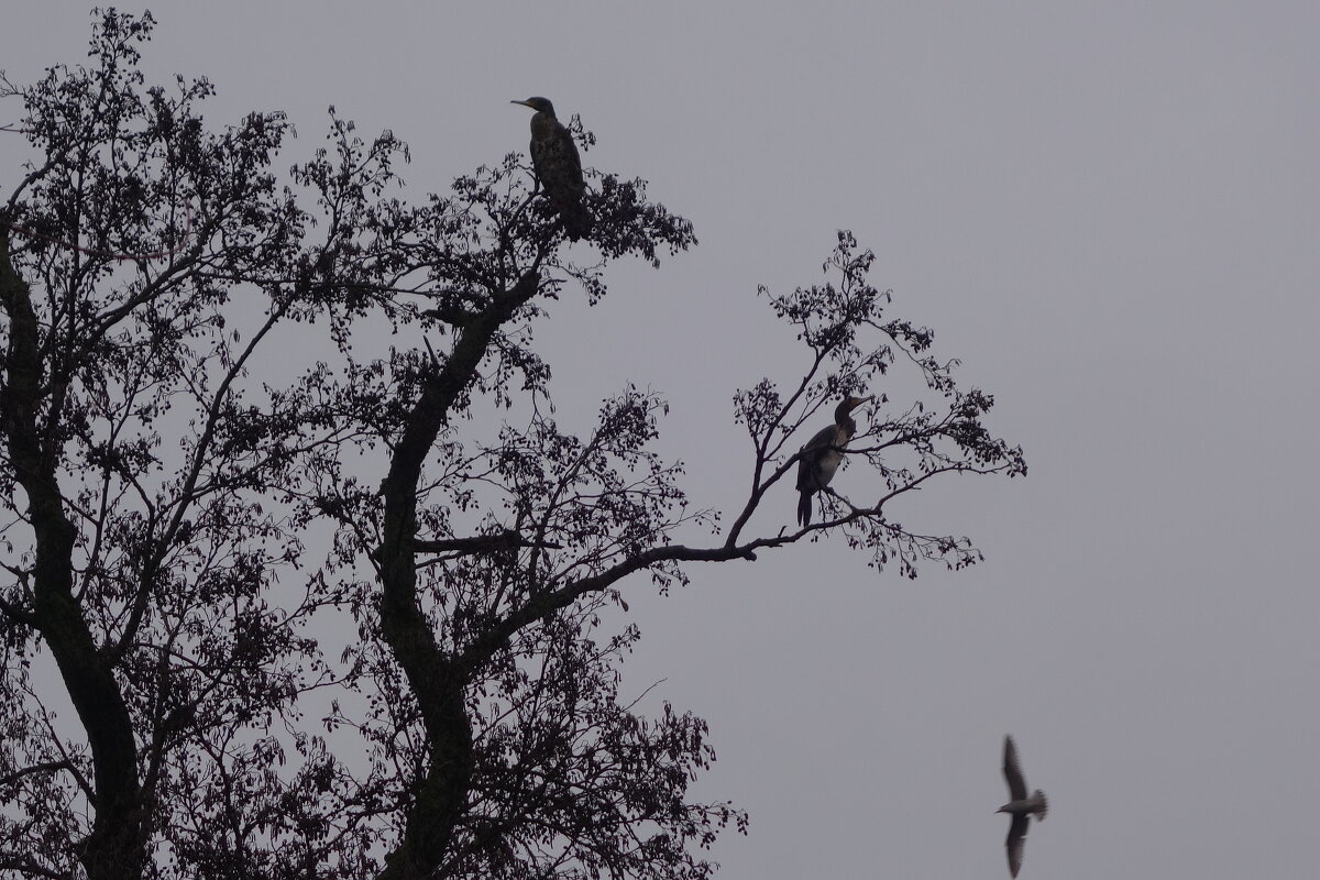 Бакланы в городском парке - Рита Симонова