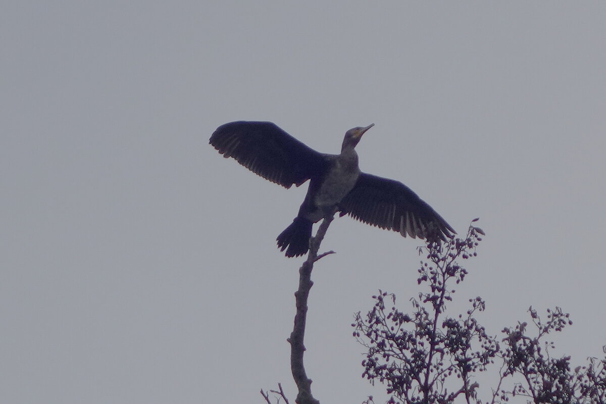 Бакланы в городском парке - Рита Симонова