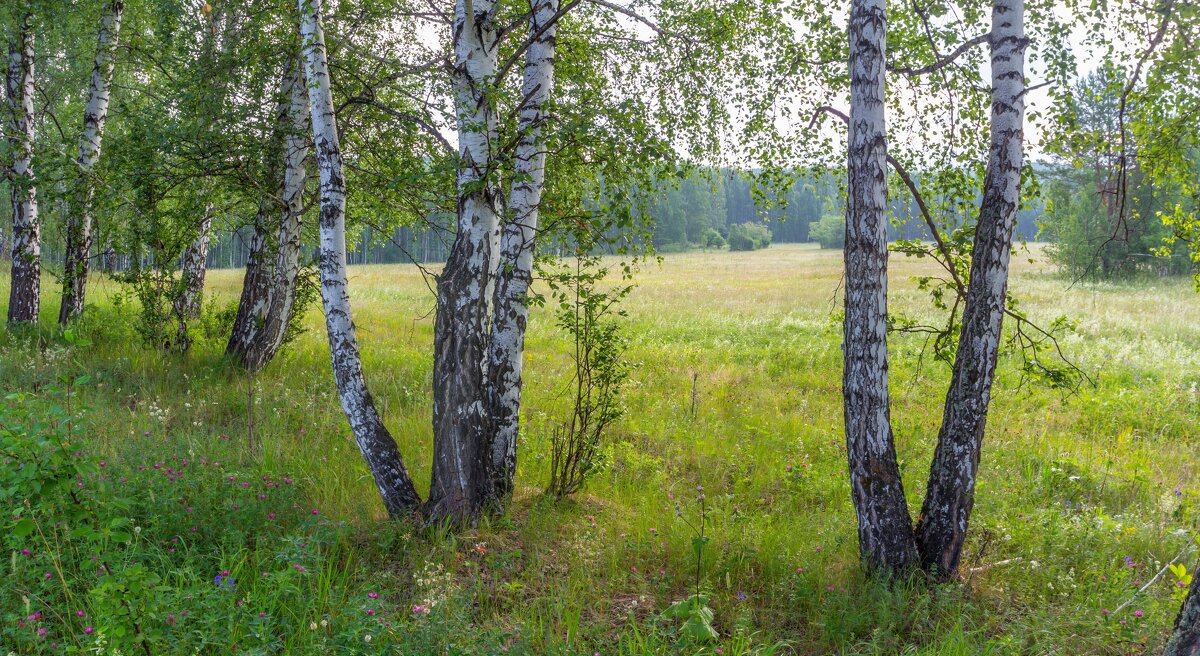 Лето в лесу. г. Миасс, поселок Селянкино. - Алексей Трухин