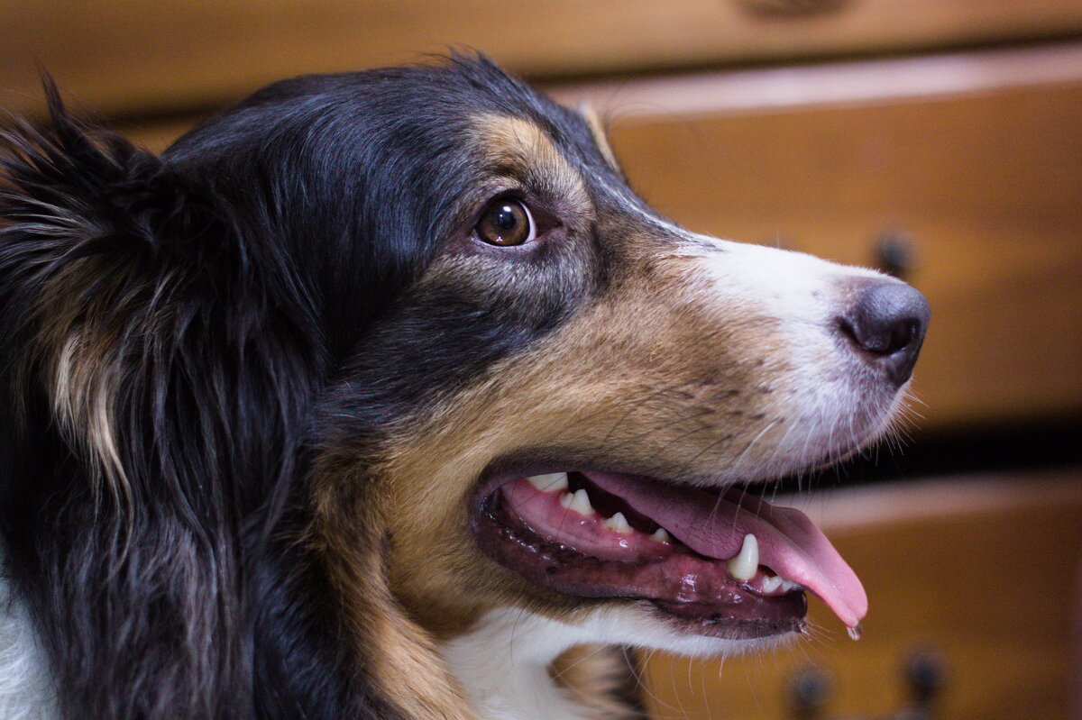 "собака Павлова" пристально следит за бутербродом) - Артём 