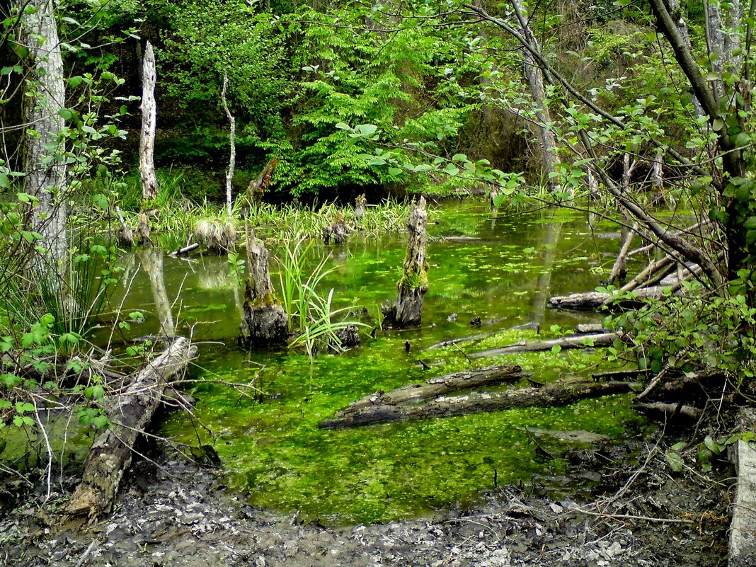 Красная поляна Сочи - Tata Wolf