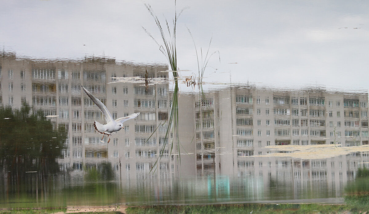 отражение - Владимир Зеленцов