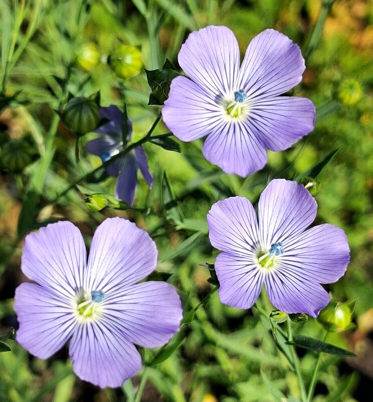 Лён декоративный голубой. - оля san-alondra