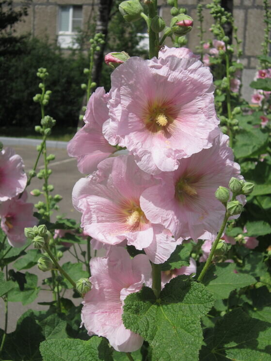 Мальва - Дмитрий Никитин