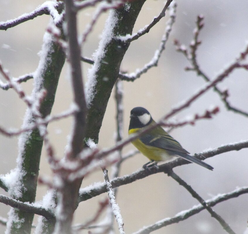 Снег и синица... - Юрий Куликов