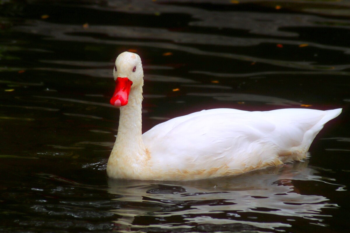 Красный клюв - Юрий. Шмаков