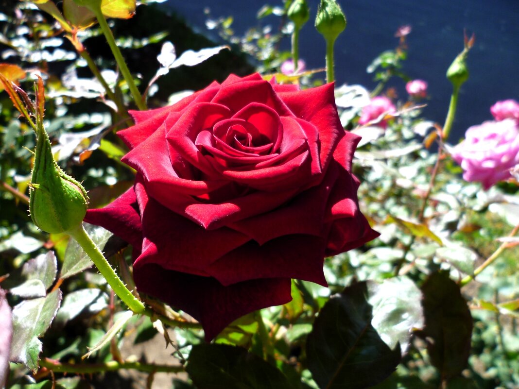 роза - Наталья 