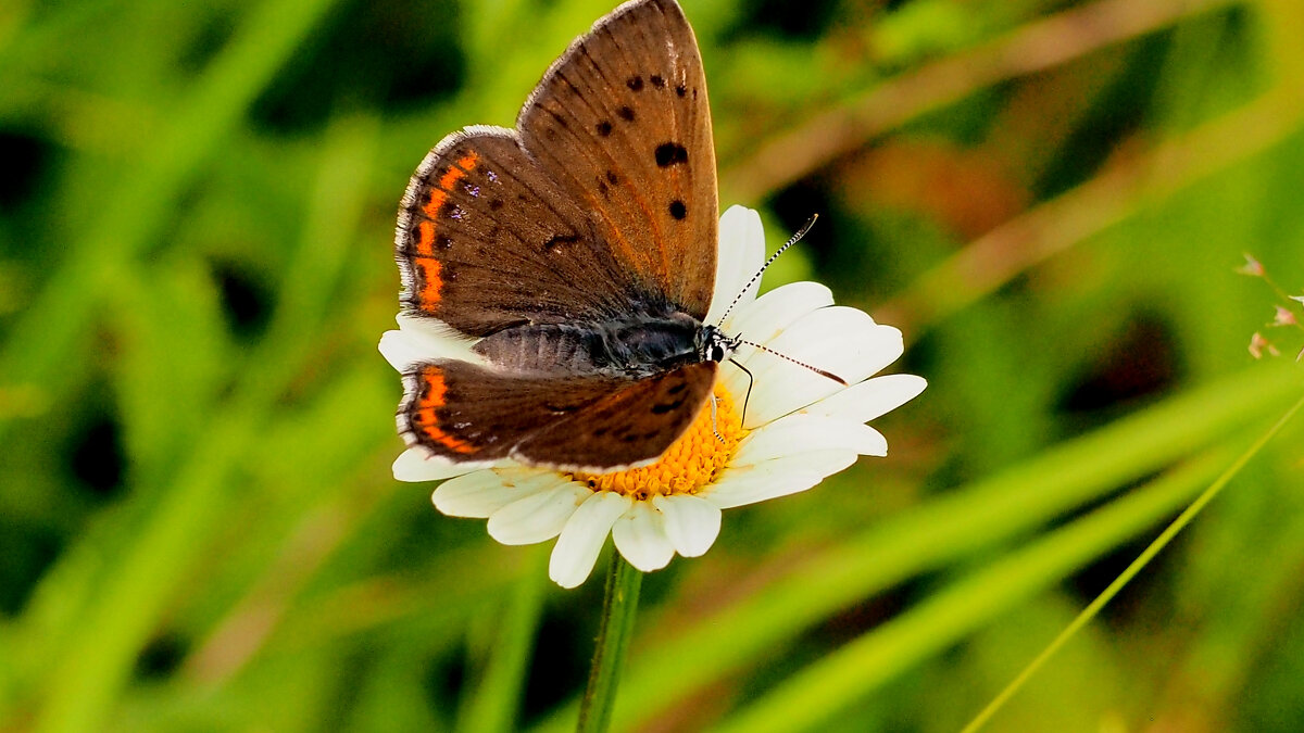 опять про бабочек...241 - Александр Прокудин опять про бабочек...241 - Александр Прокудин