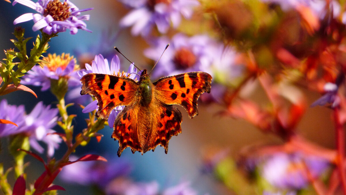 опять про бабочек...245 - Александр Прокудин
