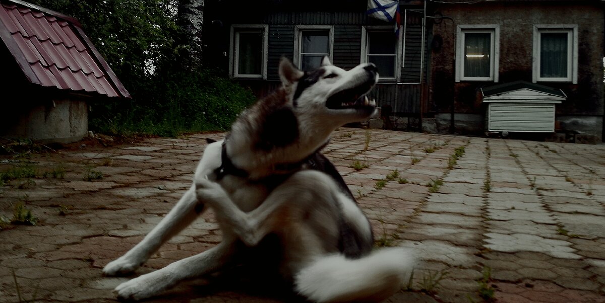 Просто добрый пёсик - Александр Вадимович Crew smail