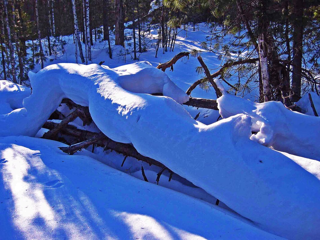 Февраль...Снежный полоз! - Владимир 