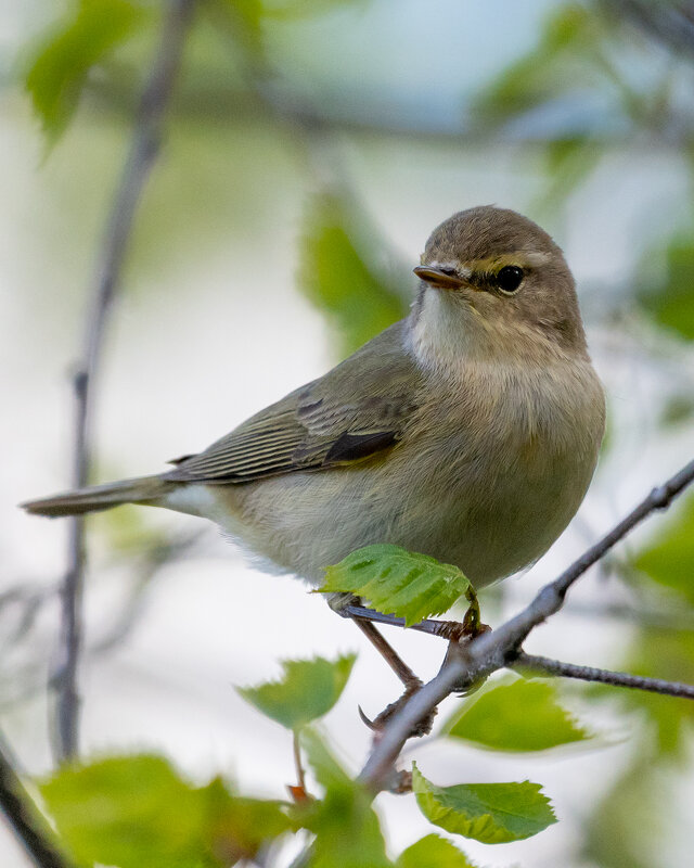 Пеночка-теньковка - Владимир Лазарев