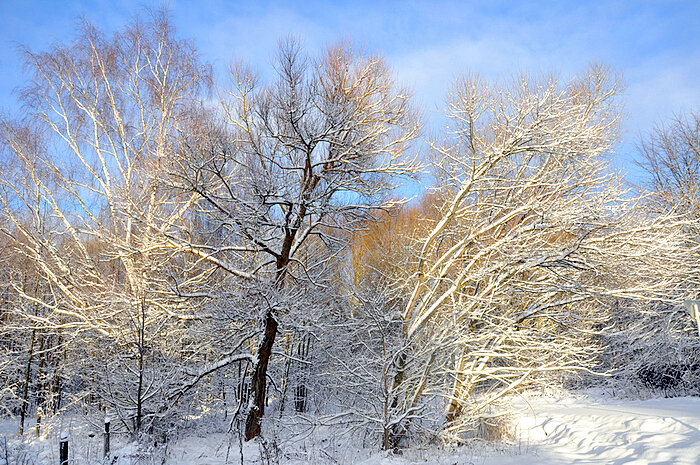 Подарок к праздникам - снег в Подмосковье - Елена 