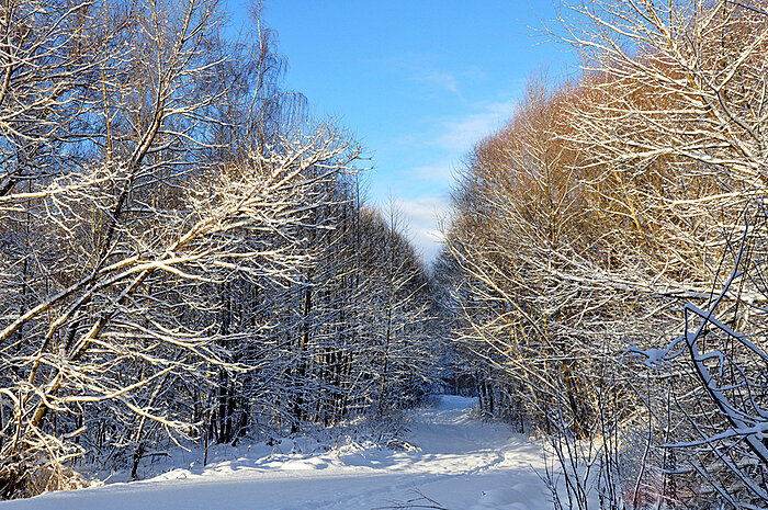 Наконец в московский регион пришла зима - Елена 
