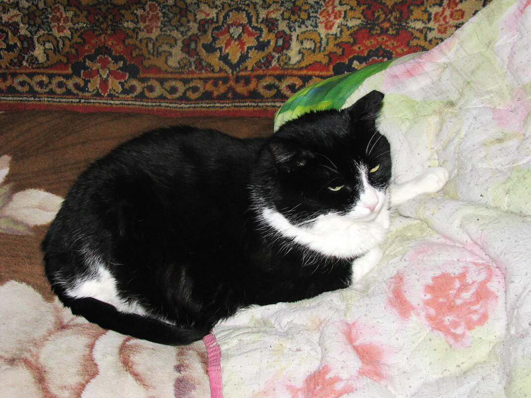 Я спать хочу - Людмила Смородинская