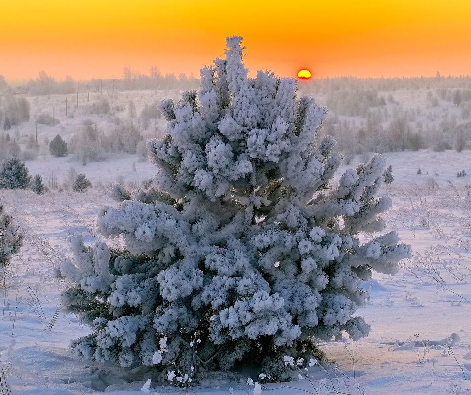 Иней. - Владимир Мигонькин Иней. - Владимир Мигонькин