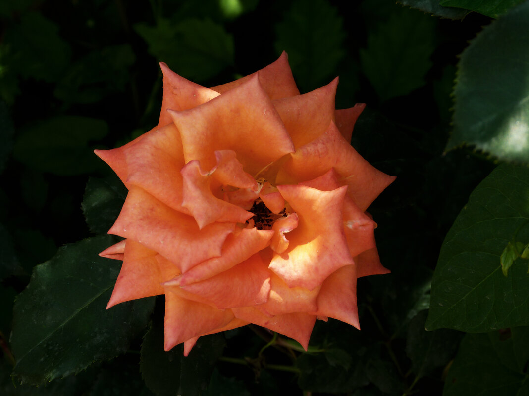 Флорибунда - Валентин Семчишин