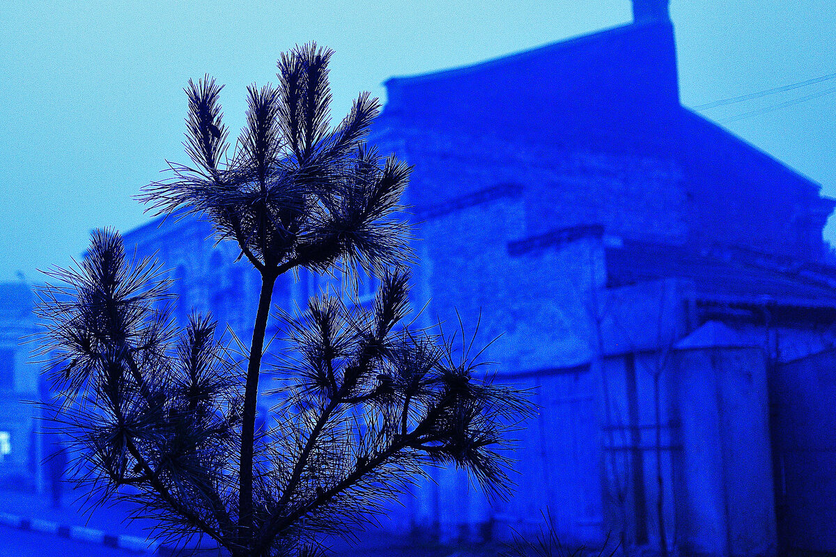 Сосенка новогодняя - Юрий Гайворонскiий