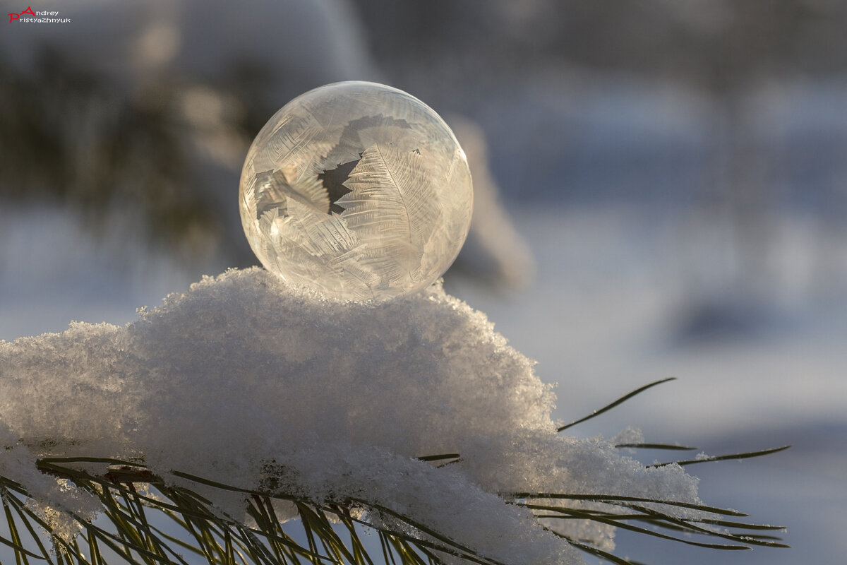 На веточке - Андрей Пристяжнюк На веточке - Андрей Пристяжнюк