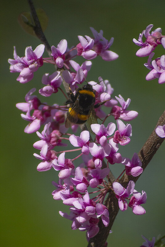 Шмель. - Александр. AVG100 ---