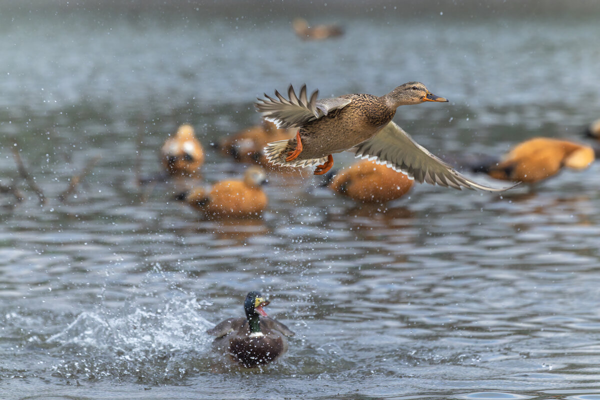 догонялки. - юрий макаров
