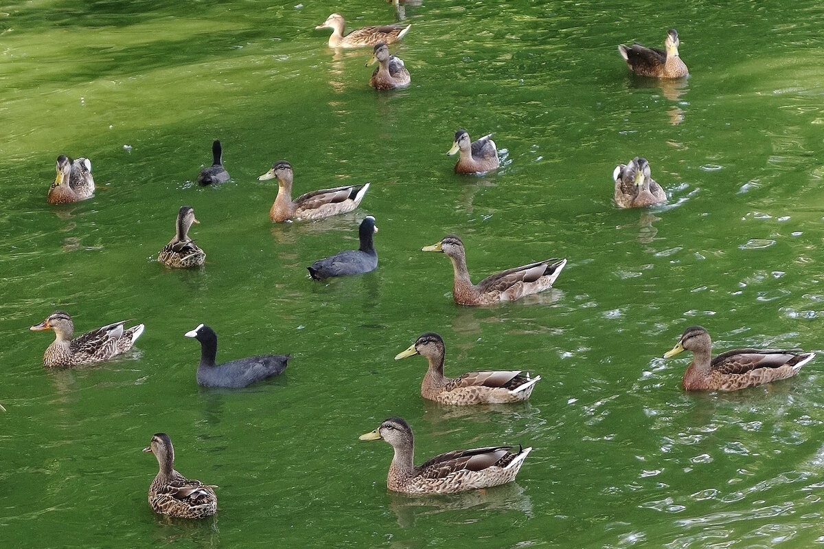 Утки в городском парке, Калининград - Рита Симонова Утки в городском парке, Калининград - Рита Симонова
