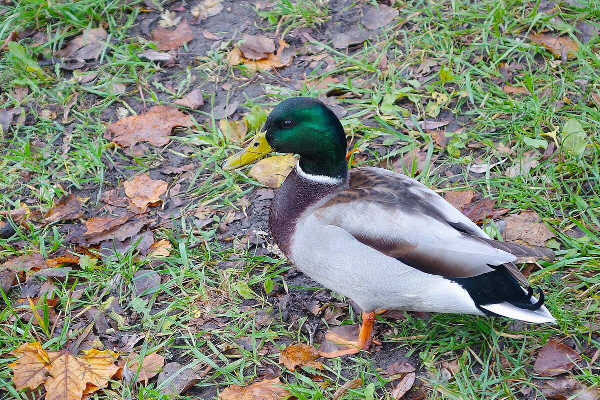 Селезень - Рита Симонова
