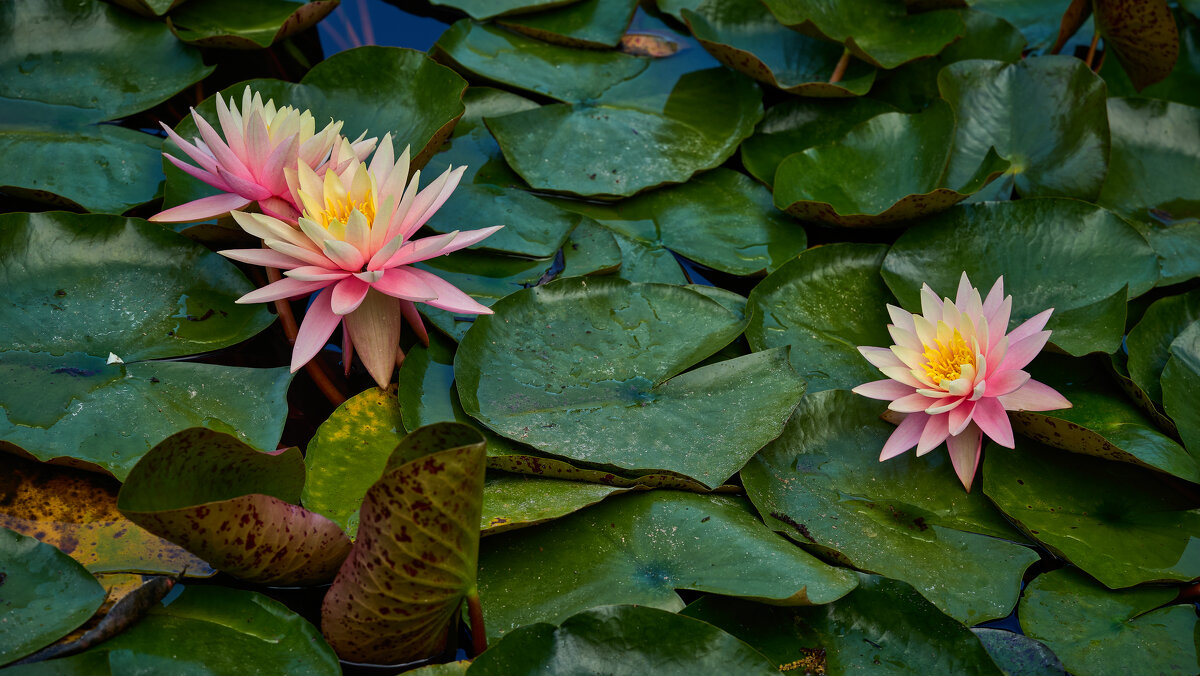 Про цветы... - Dmitriy Dikikh