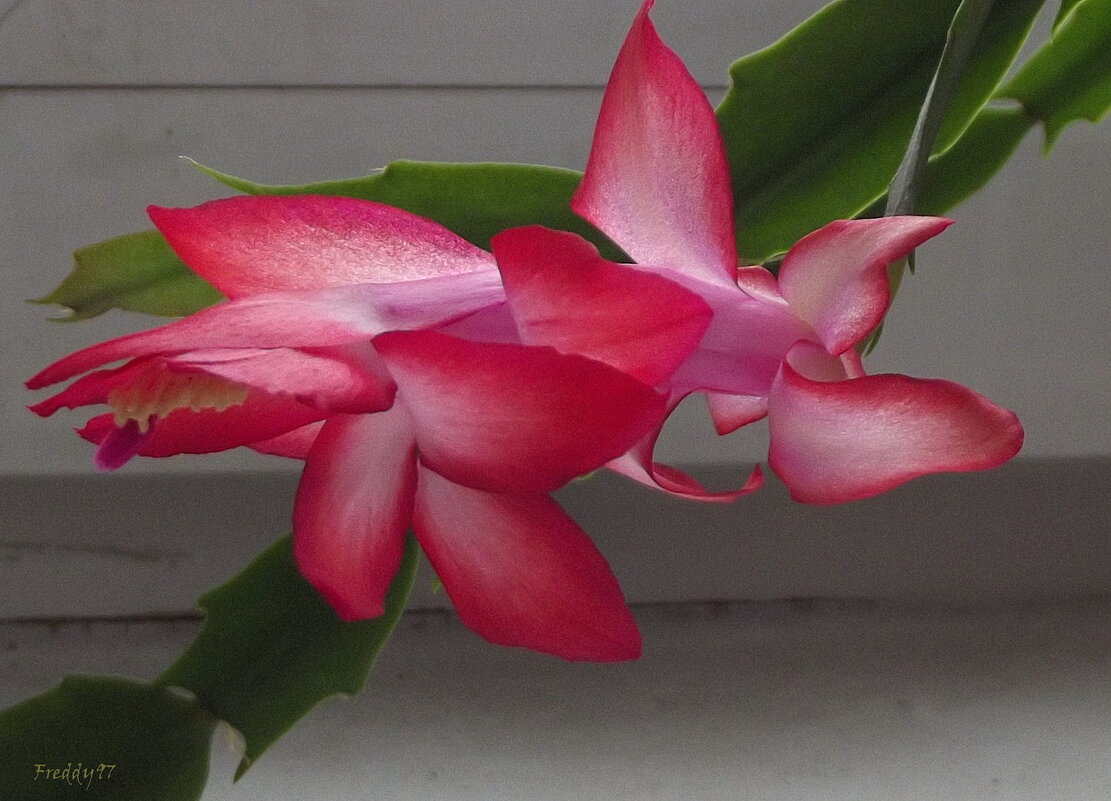 Декабрист - Freddy 97 Декабрист - Freddy 97