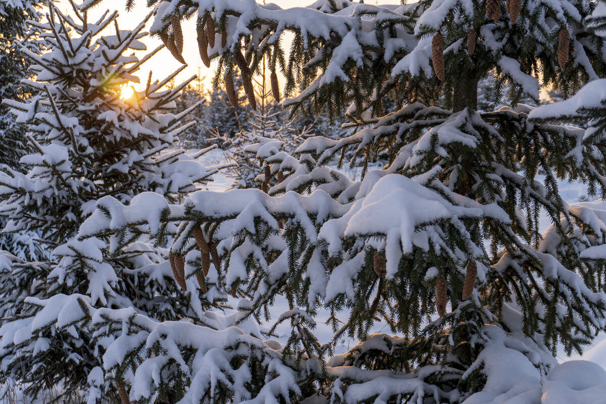 Морозное утро - Сергей Ц Морозное утро - Сергей Ц