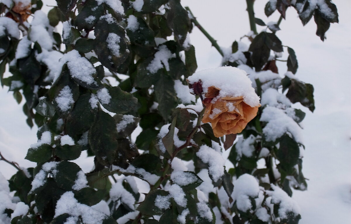 Зима засыпала листву как надо, по прогнозу. Мороз окутал серебром не срезанную розу. - Люба 