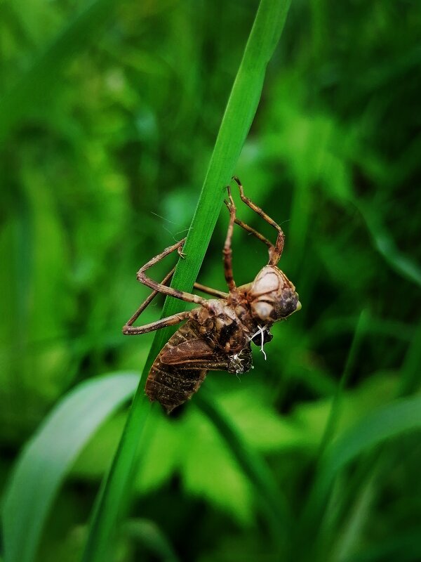 *** - Зоя Мишина