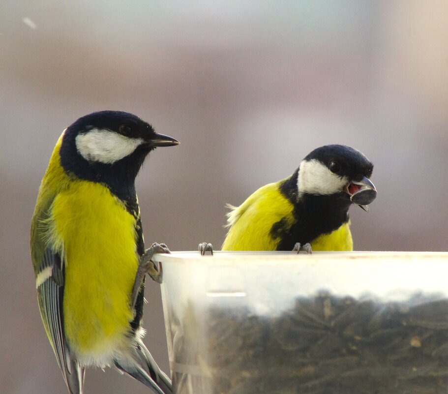 Раз, два... три - я первая ! - Юрий Куликов