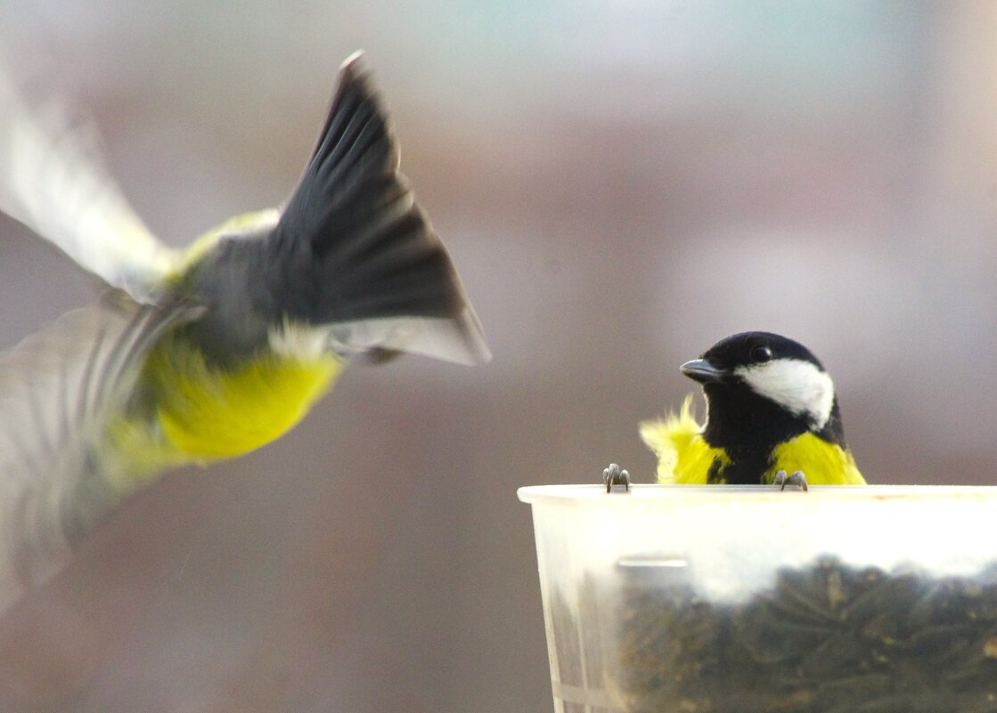 Обиделась... ну зря, всем хватит семечек ! - Юрий Куликов