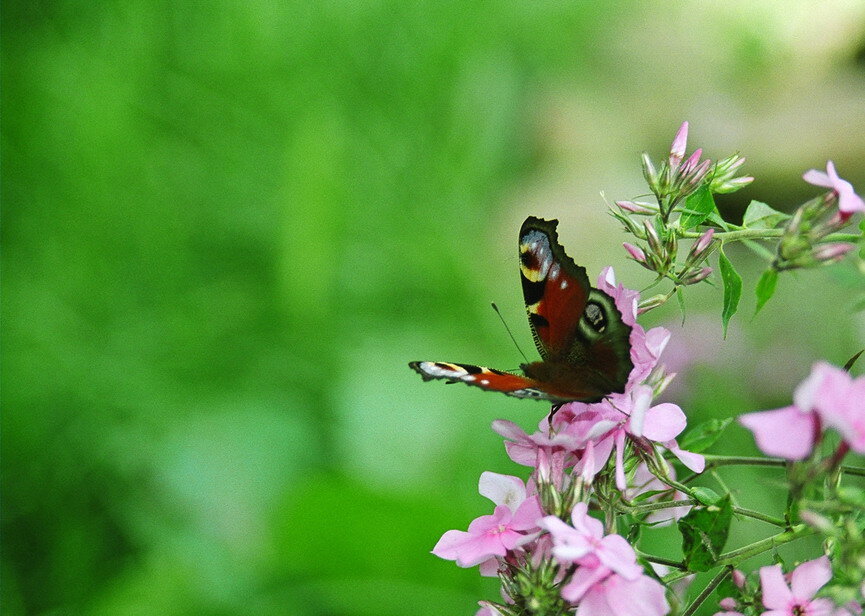 Полёт в зелёный океан - Виктор 