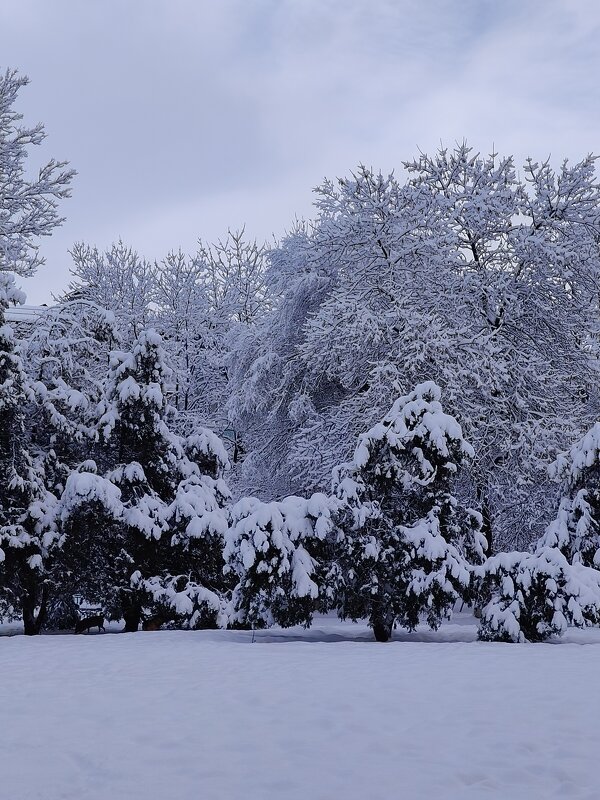 Наконец-то в конце декабря выпал снег... - tatyana 