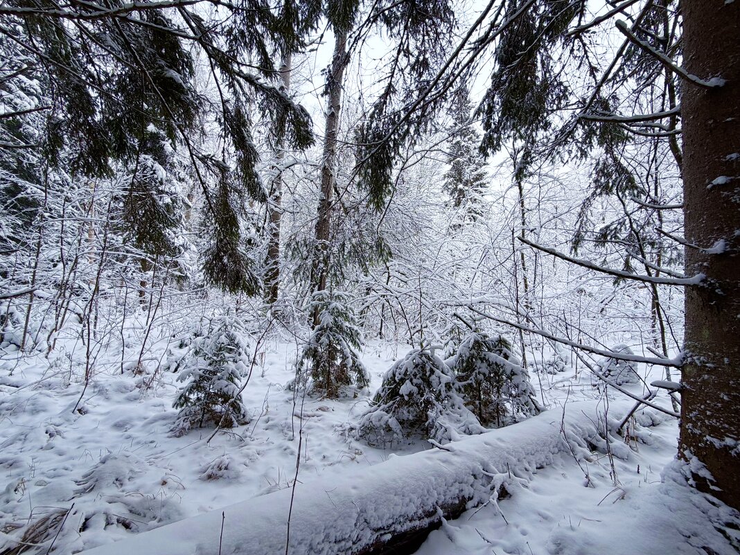 Молодняк. - Любовь 